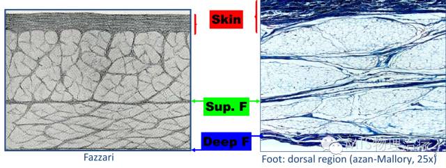 干货分享浅筋膜的解剖结构特点分析