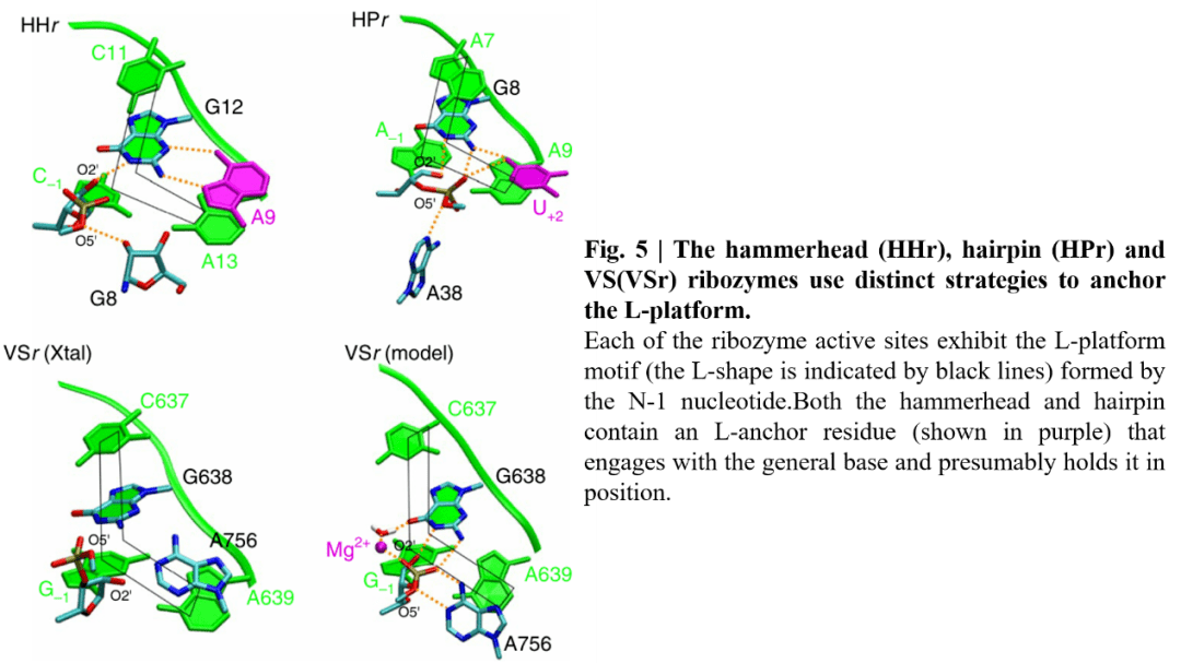 nature chemistry 理论结合实验揭示varkud卫星核酶的催化机理