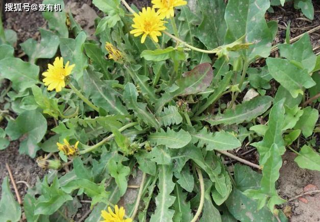 婆婆丁 ca8df0b6806b4f0ab03e8fd3231e9d07.jpeg