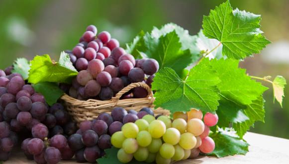 梦境中的甜蜜果实，解读梦见水果预示生男生女的奥秘