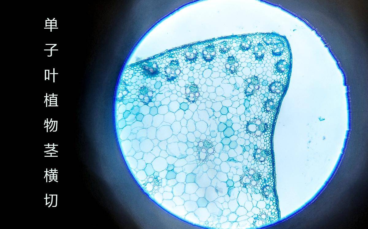 下图画面只能呈现它的一角,不过已能清楚地展示表皮,机械组织,维管束