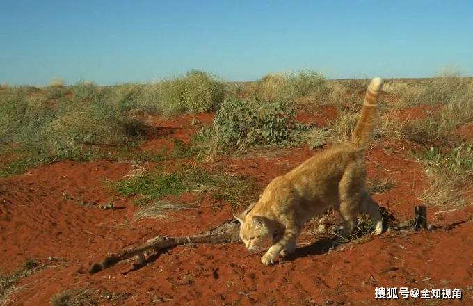 澳洲发现"不寻常"野猫:体型如小型野狗,叼着6公斤重的巨蜥!