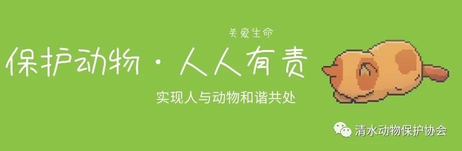 小海豚不停往岸边送礼物，因为想念人类了