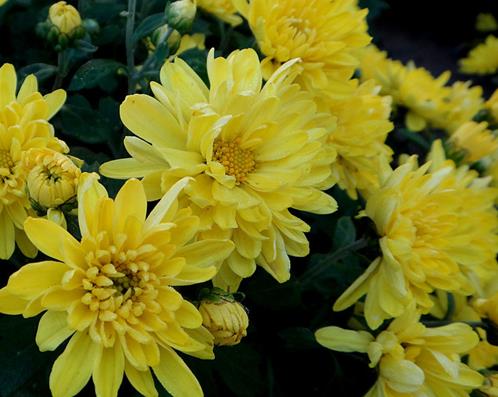 茉莉加菊花 4a89569c66574be785e0ae75300be31e.jpeg