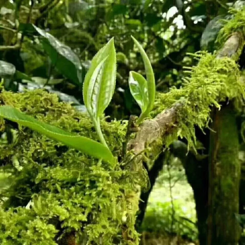 为什么说冰岛茶是天赐的好茶