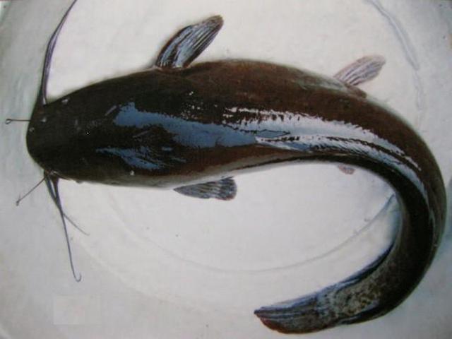 胡子鱼跟江团的鲶鱼有哪些,怎么区分胡子鱼和鲶鱼-团团金服