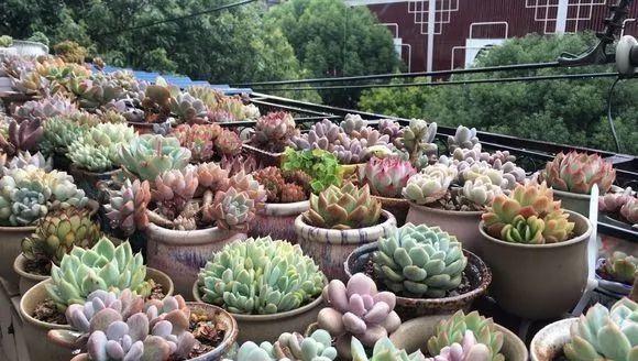 多肉种植过程 c24fb7a14e7a42a491805b43e0228e3c.jpeg