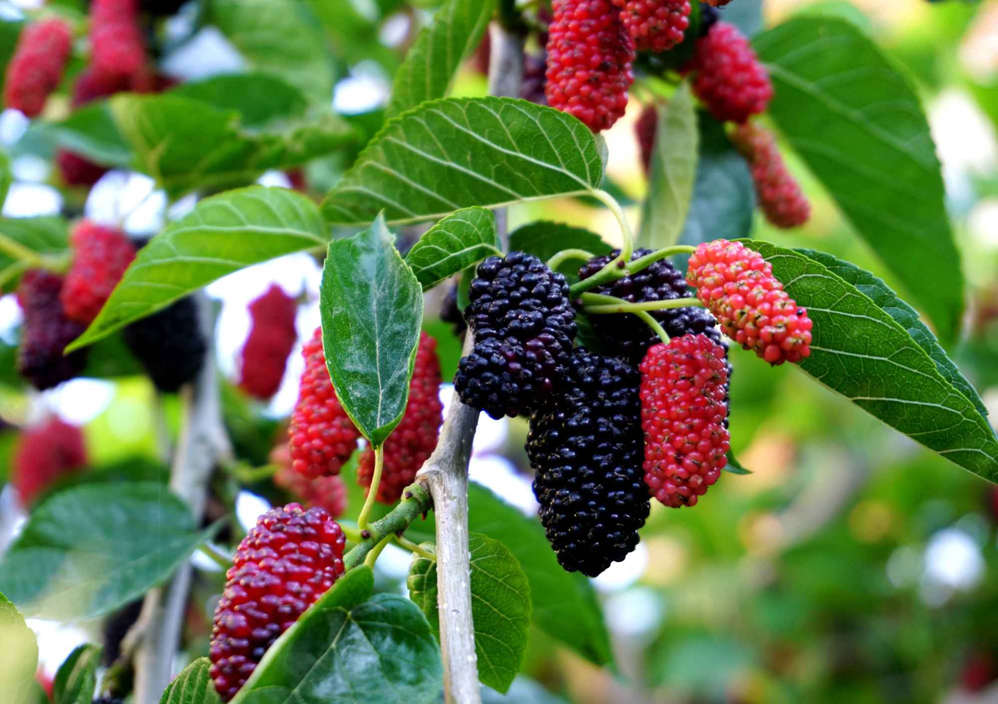 这三种水果可是熬夜的救命水果，一年四季都能吃到，并且还便宜！