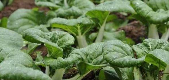 便秘最怕的野菜 641a4311deff4d33b7129763ed57df3c.jpeg