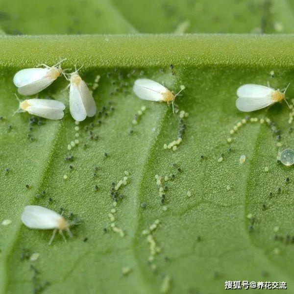 原创感染虫害的植物直接丢掉,太可惜了,这些方法不喷药也能清理害虫