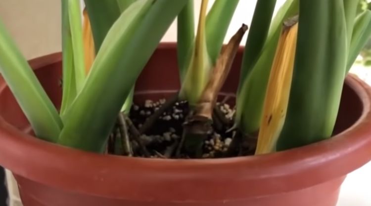 什么繁叶茂成语_花繁叶茂(2)