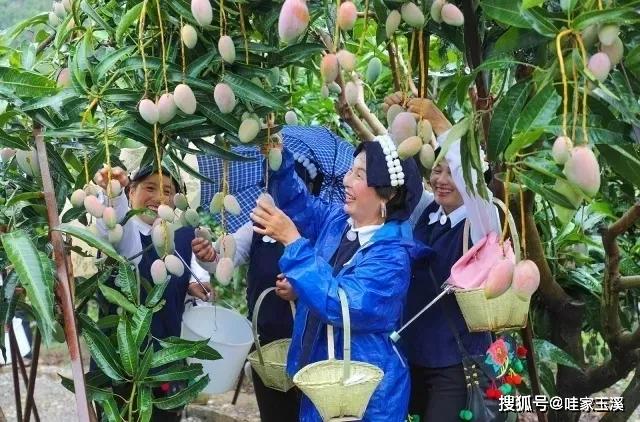 元江芒果节时间定了,等你来耍哟!