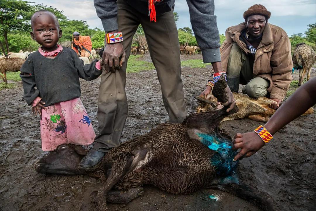 非洲大批野生动物被直接或间接毒杀无论非洲政府还是非洲民众都在饮鸩