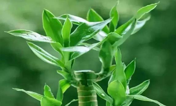 富贵竹怎么养好看图解 9b6d7533b3a04c7ba0f513338ca96083.jpeg