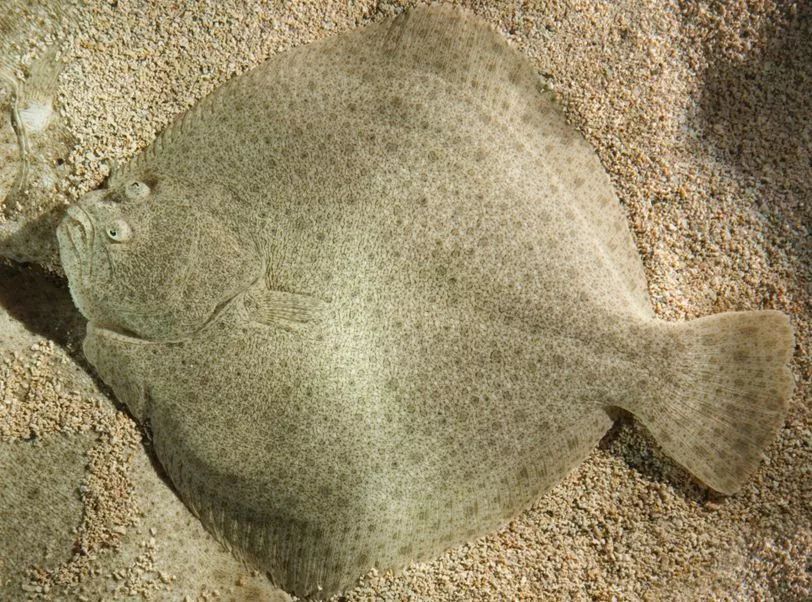 古人眼中的海洋生物有多萌海错图