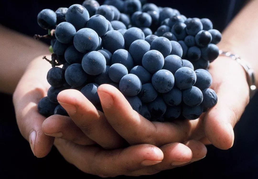 歌海娜葡萄品种