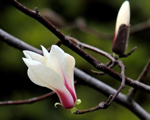 玉兰花香味飘飘又好养开花洁白清新大方花期长可以养在院子里