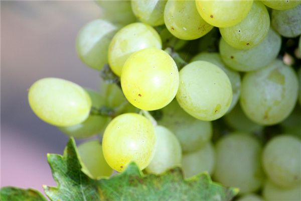 霞多丽葡萄品种