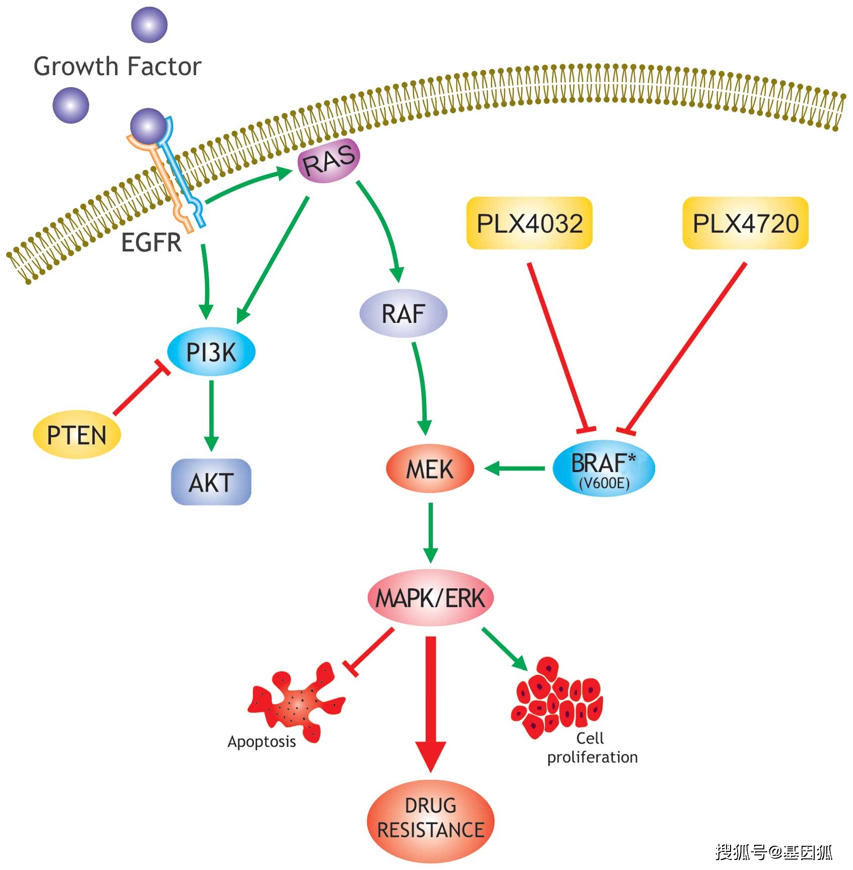 Thyroid Cancer Rna