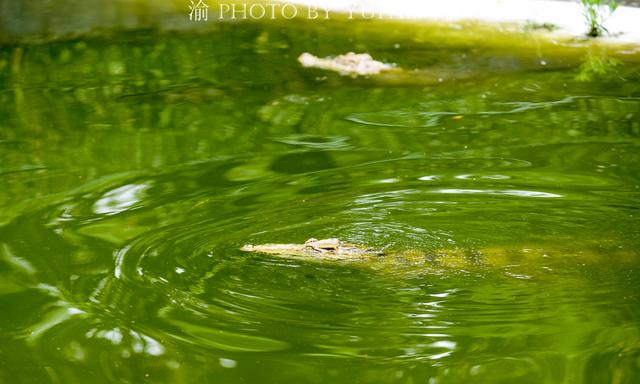 走进佛山鳄鱼湖，在湖畔与成年鳄鱼近距离接触，紧张得直冒汗