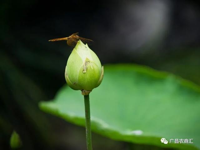 盆栽荷花在没有见花蕾之前,都可以不用施肥(长势好的不用施肥就能见