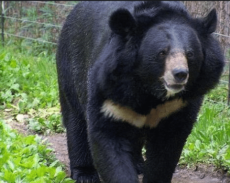 原创亚洲黑熊是濒危物种