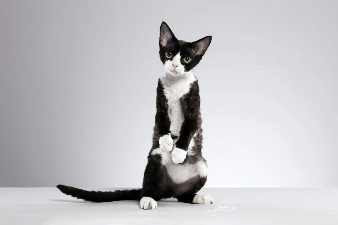 人气超高却买不起的猫:柯尼斯卷毛猫,被毛短且柔软,智商惊人
