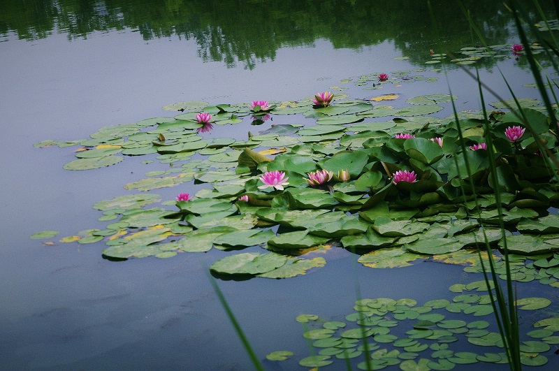 园中自然少不了水,荷塘新绿,莲已绽放,粉莲浮于翠玉之上,满塘诗意!