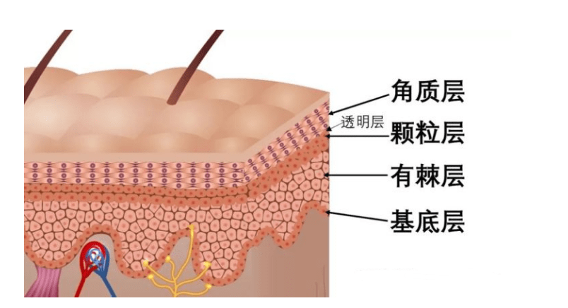 新左老师:不了解皮肤基础结构和类型,就不要谈改善皮肤问题.