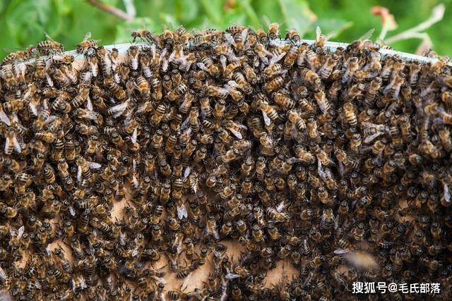 蜜蜂窝长什么样图片 edd68a64bd5d4ef3b30465cb49c4e21f.jpeg