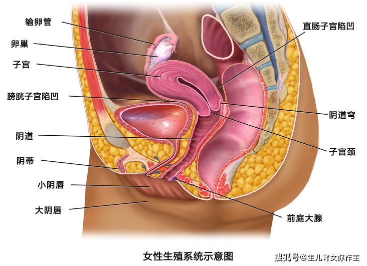 备孕须知生理知识女性生殖系统1