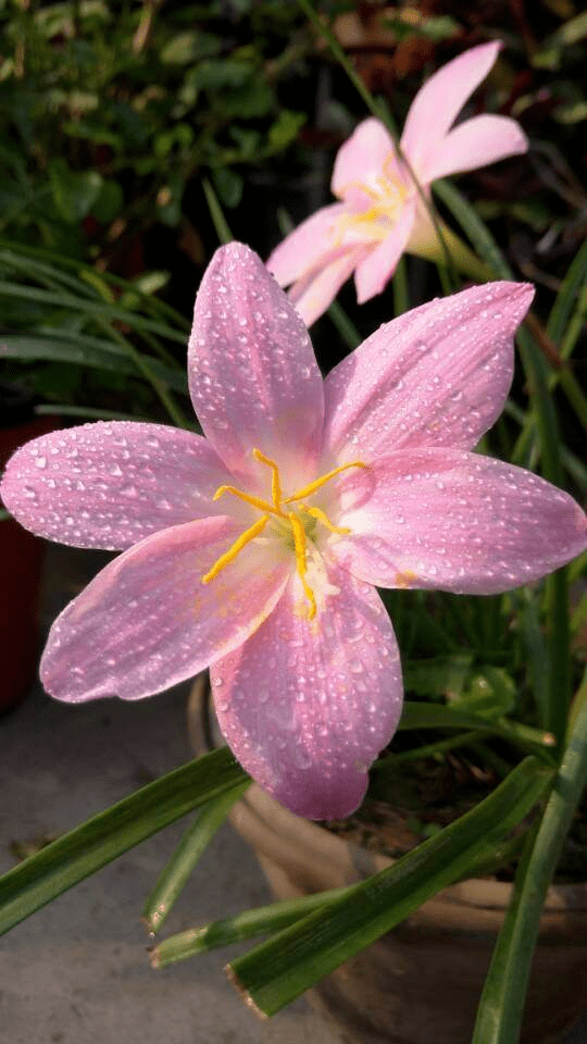 4种花喜欢淋雨,下雨天搬出去,花开得更娇艳