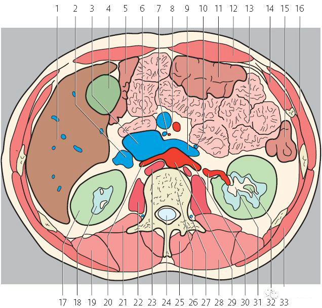精彩解剖肾脏输尿管膀胱肾上腺前列腺