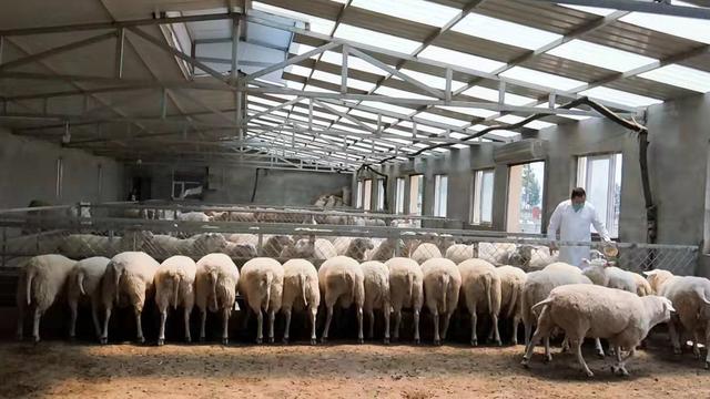 乌兰察布打造全国最大的奶绵羊基地