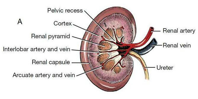 精彩解剖肾脏输尿管膀胱肾上腺前列腺