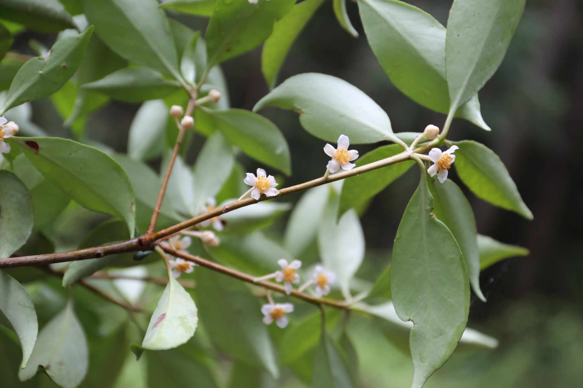 庆元植物1156山茶科厚皮香属亮叶厚皮香