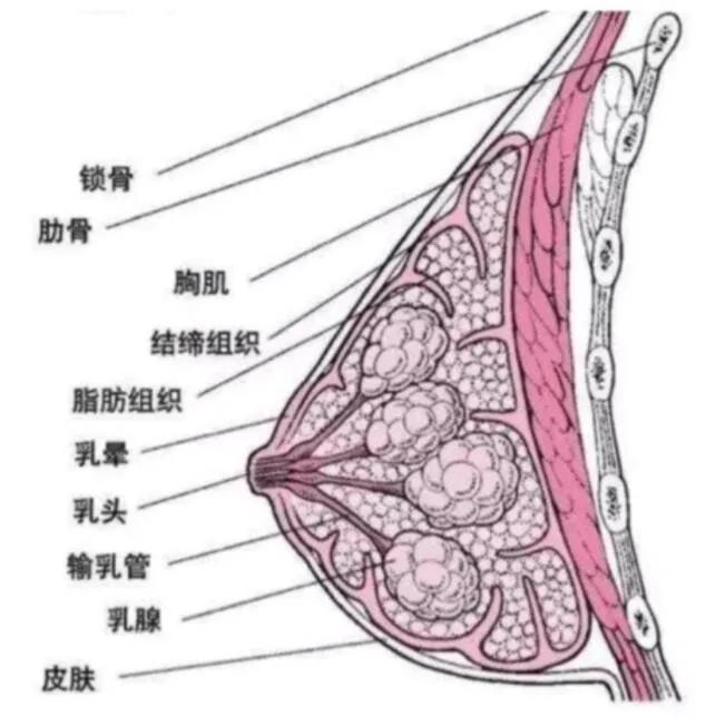 【关注】女性朋友应不应该做乳房按摩?