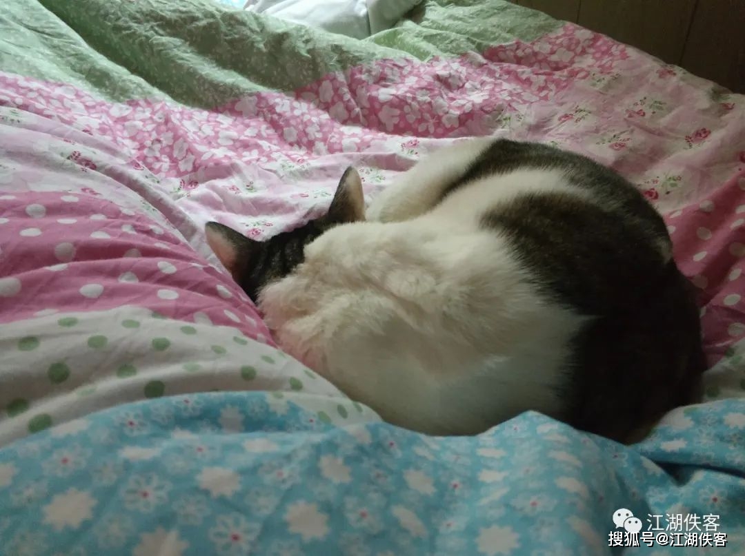 比较安静的猫咪推荐 0ca46258967243bdb16b2dec60718b63.jpeg