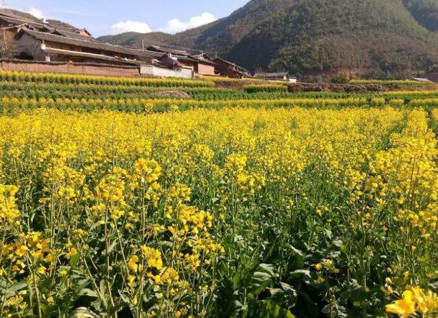 楚雄人均gdp_楚雄彝人古镇图片(2)