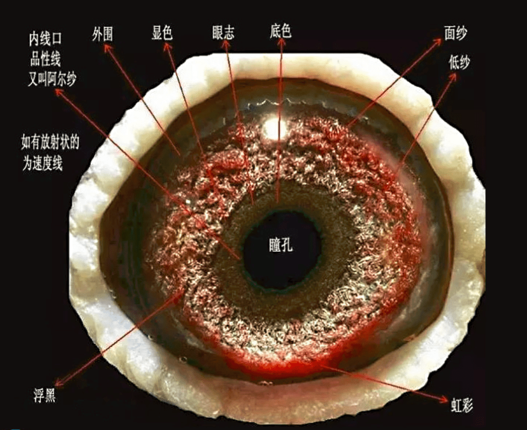 鸽眼从总体可以分为三类:黄眼(鸡眼),浮砂眼(桃花),牛眼(乌沙),在