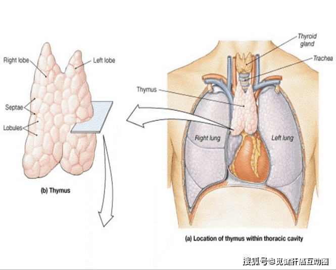 胸腺的解剖结构图片来源:medicpassion.com