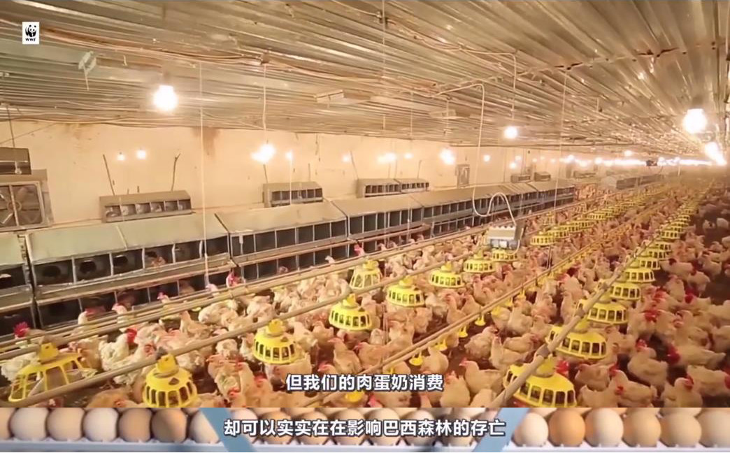 巴西人均不低_巴西人种