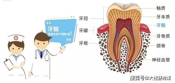 干细胞|爸爸妈妈们，可别再扔掉它越来越多父母为孩子储存乳牙