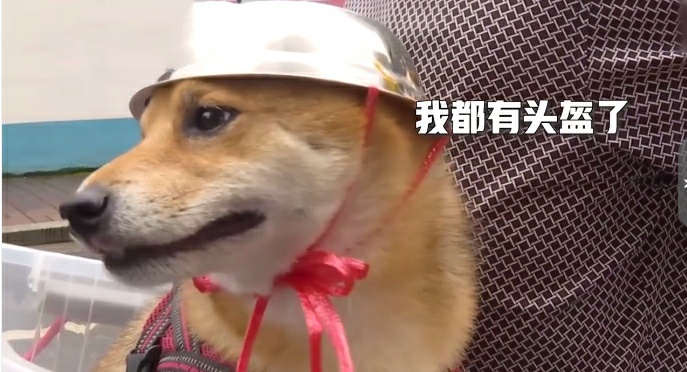 大爷骑车带狗狗坐后座 还用盆给狗做了个头盔