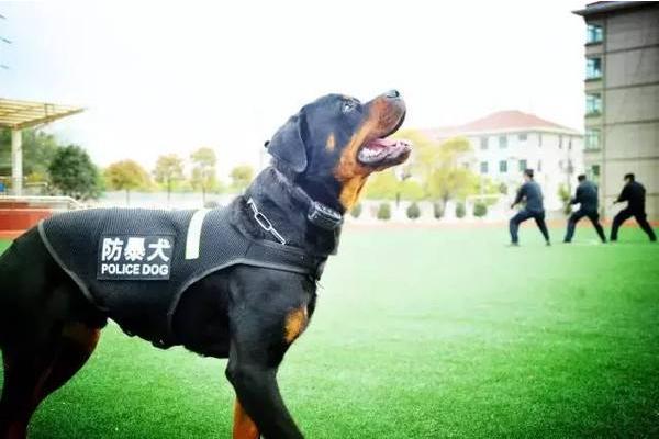 全世界公认6大出色警犬,中国犬赫然上榜