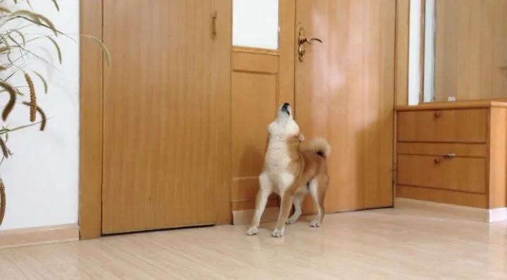 狗狗独自在家都干了些什么？