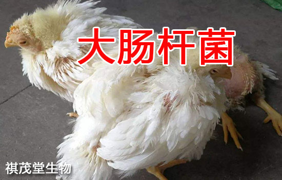 无抗饲料添加剂博落回提取物有效防治鸡禽大肠杆菌博