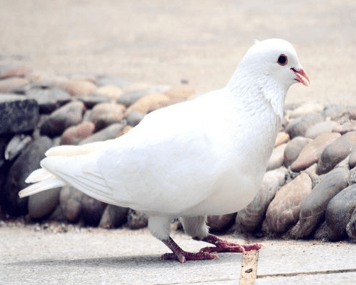 鸽子怎么喂小幼崽 93534a28b97847c685883f386e3cfc25.png