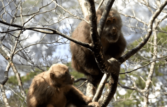 狒狒属于猴科还是猴科 b075ad689bb946aea82b7aed539a65c9.png