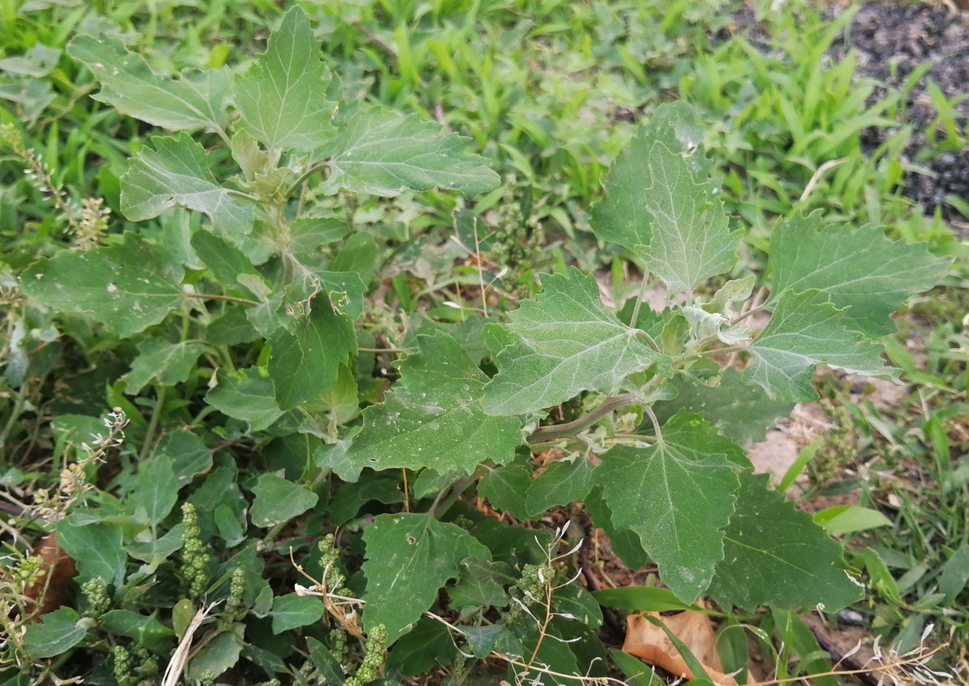 可以食用的草药有哪些 13afc3f9f60c45b6a4f0c65b29227dd4.jpeg